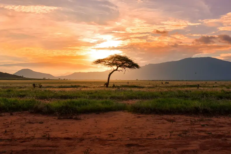 Acacia tree at sunset