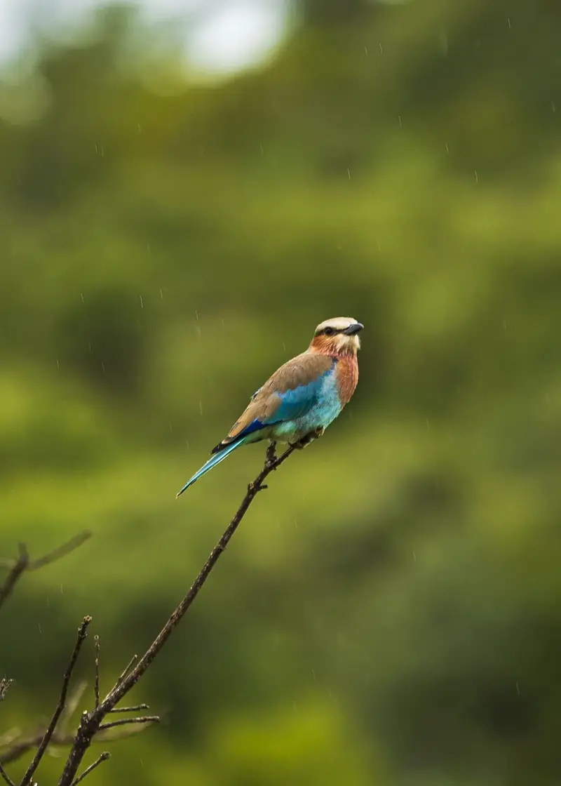 Lilac-breasted roller