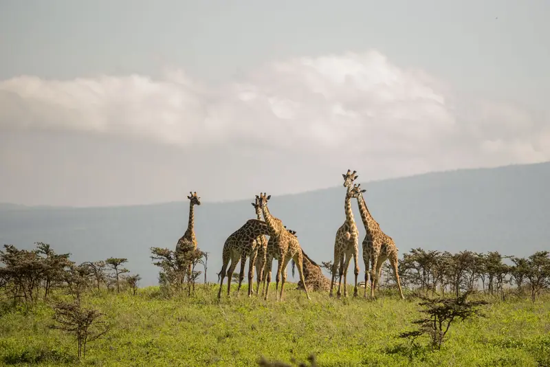 Giraffes on a family safari