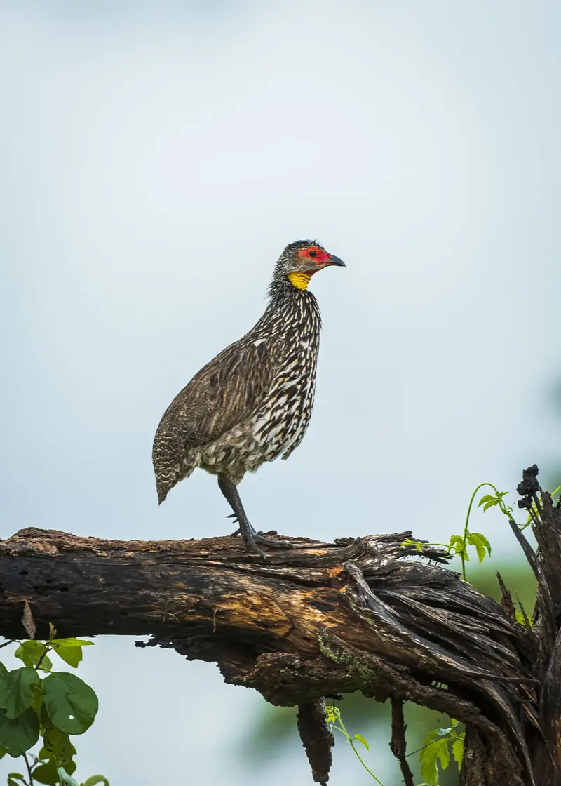 Selous Wilderness Adventure