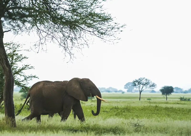 Elephant in Northern Tanzania