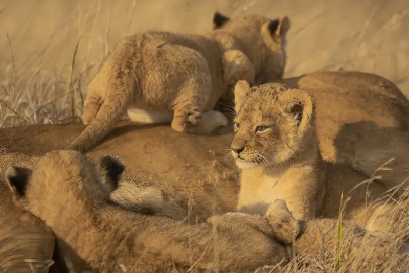 Lion cubs in the Serengeti