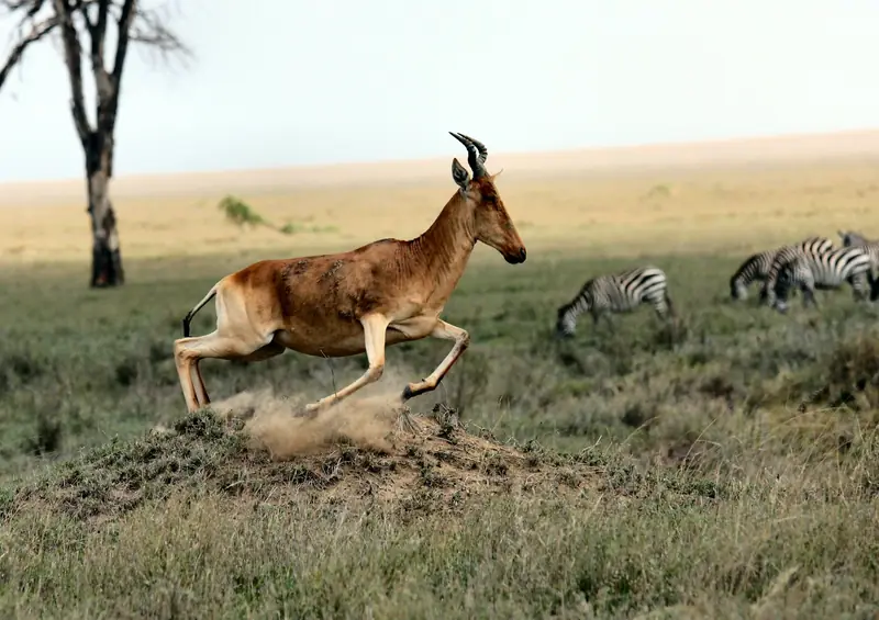 Antelope leaping across the plains