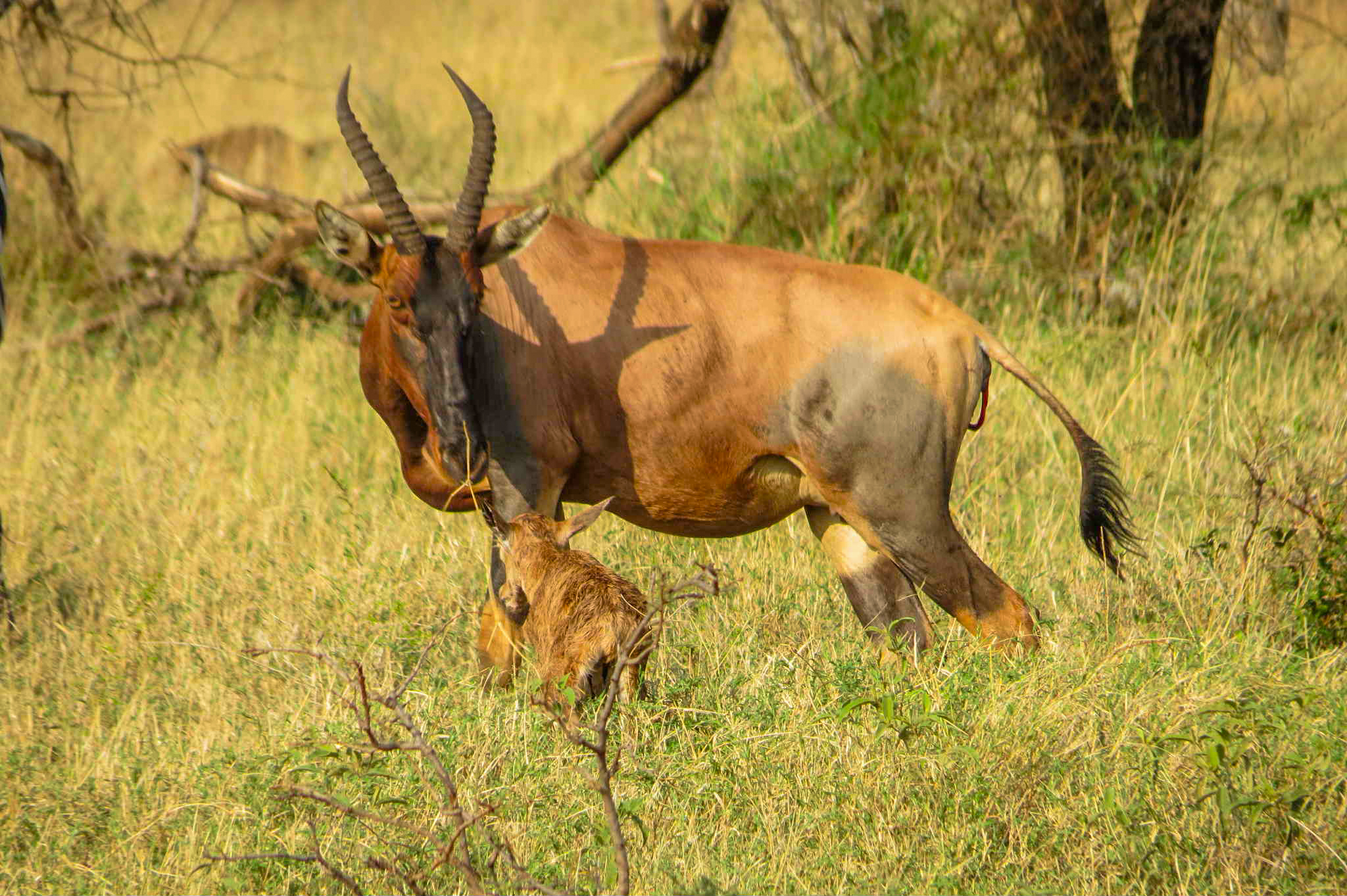 4 Days Safari With Manyara Arusha National Park and Ngorongoro