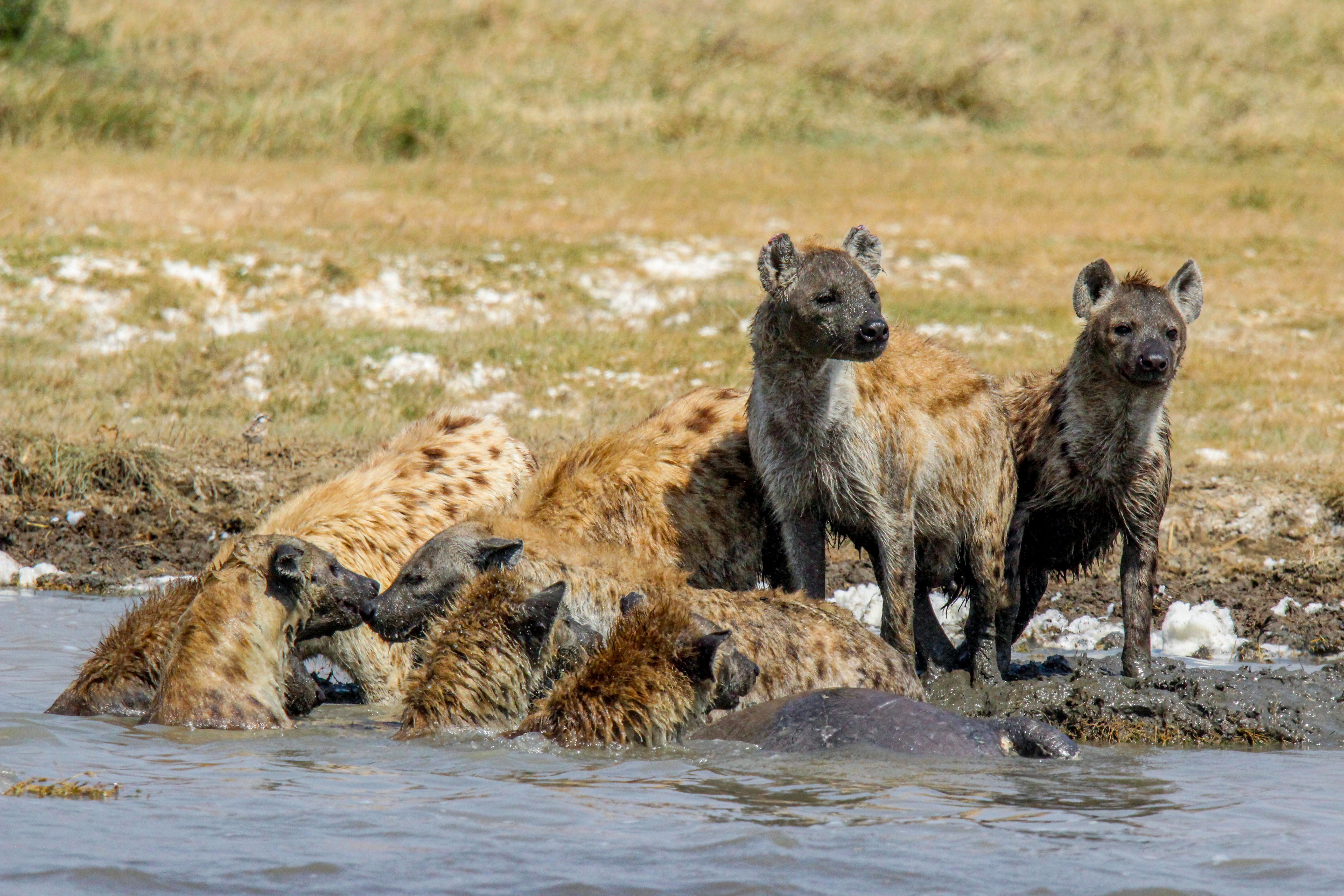 5 Days Safari With Manyara Tarangire Serengeti and Ngorongoro