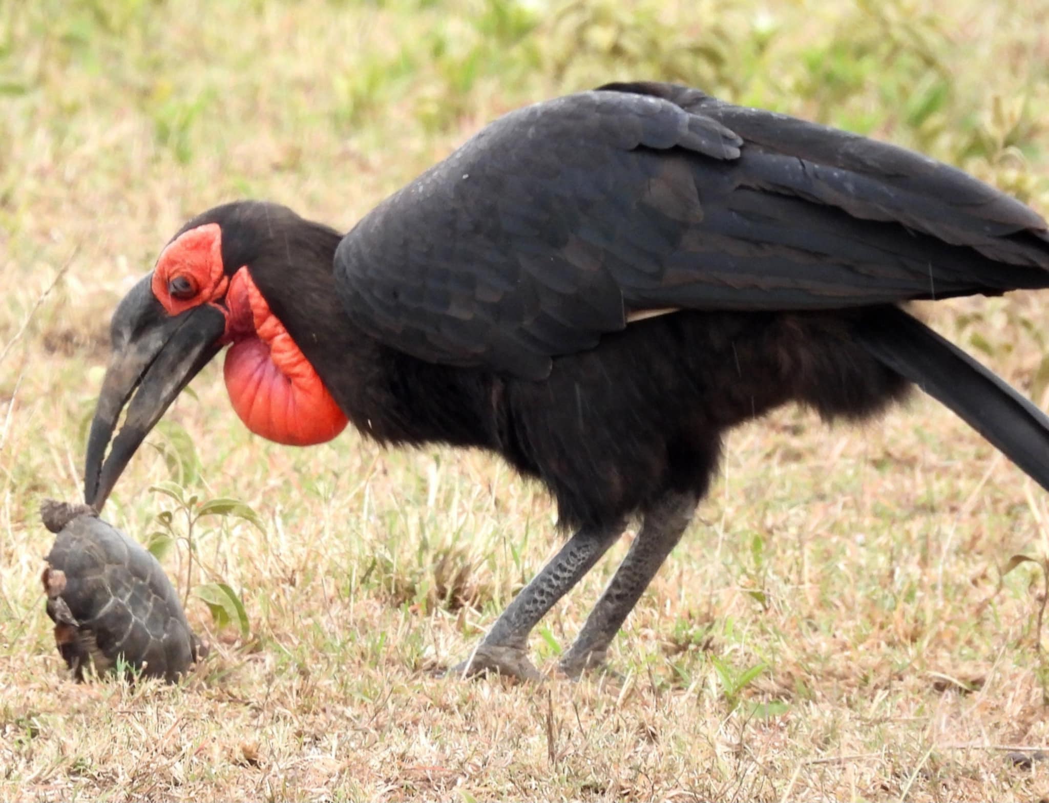 6 Days Safari with Serengeti, Ngorongoro, Manyara and Tarangire