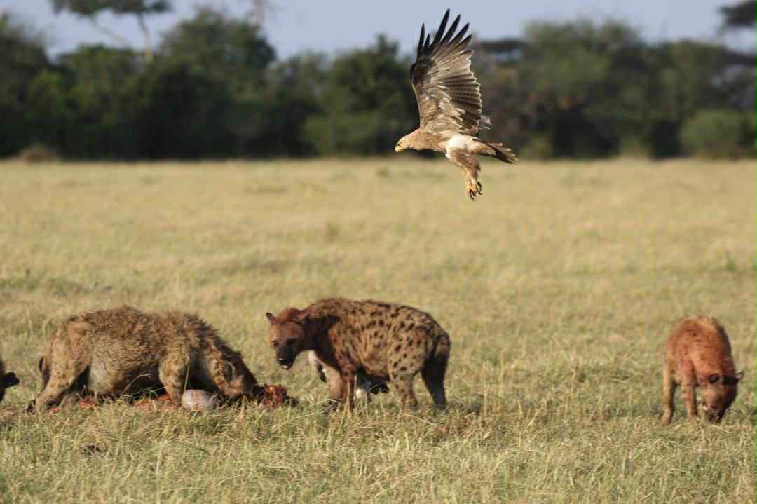 Northern Circuit Highlights Tanzania Safari