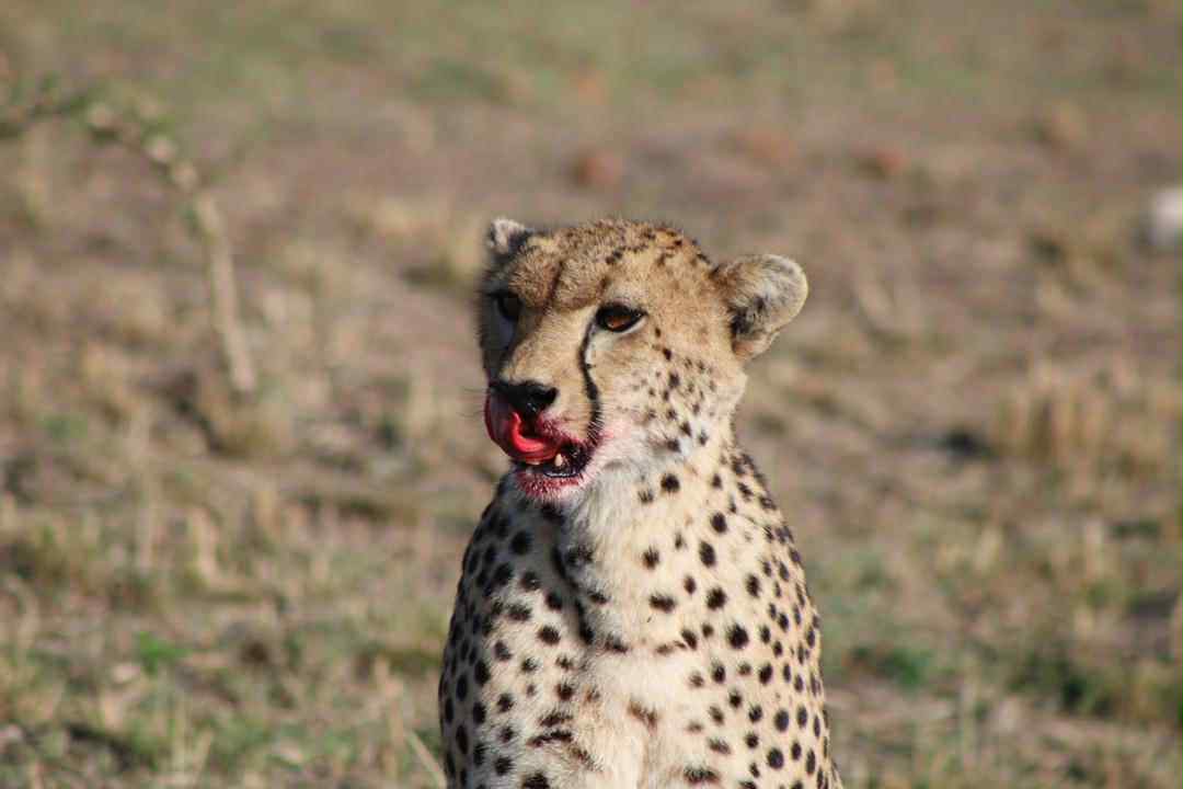 13 Days Safari with Unique Zanzibar Experiences