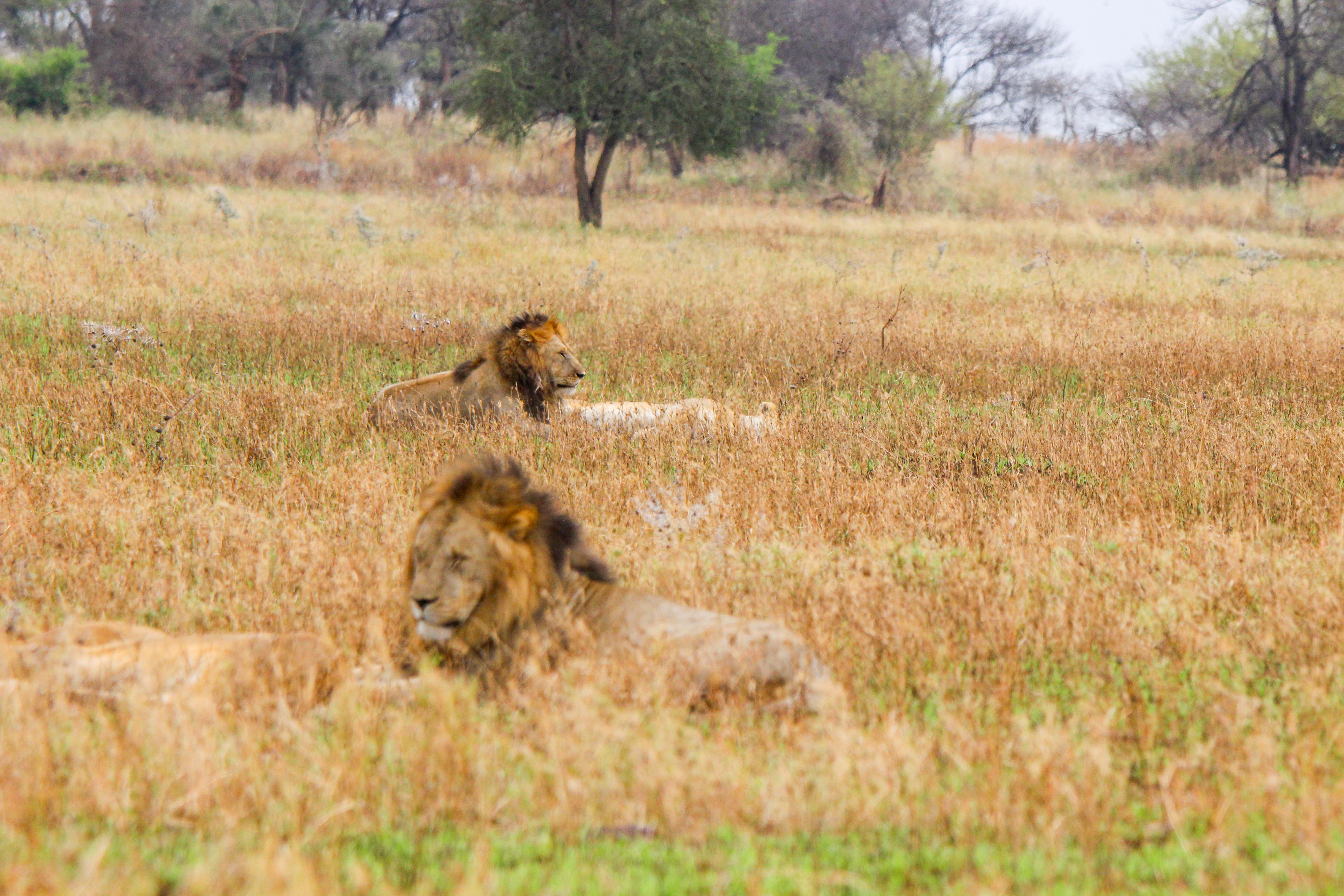 Big Cat Safari Kenya & Tanzania