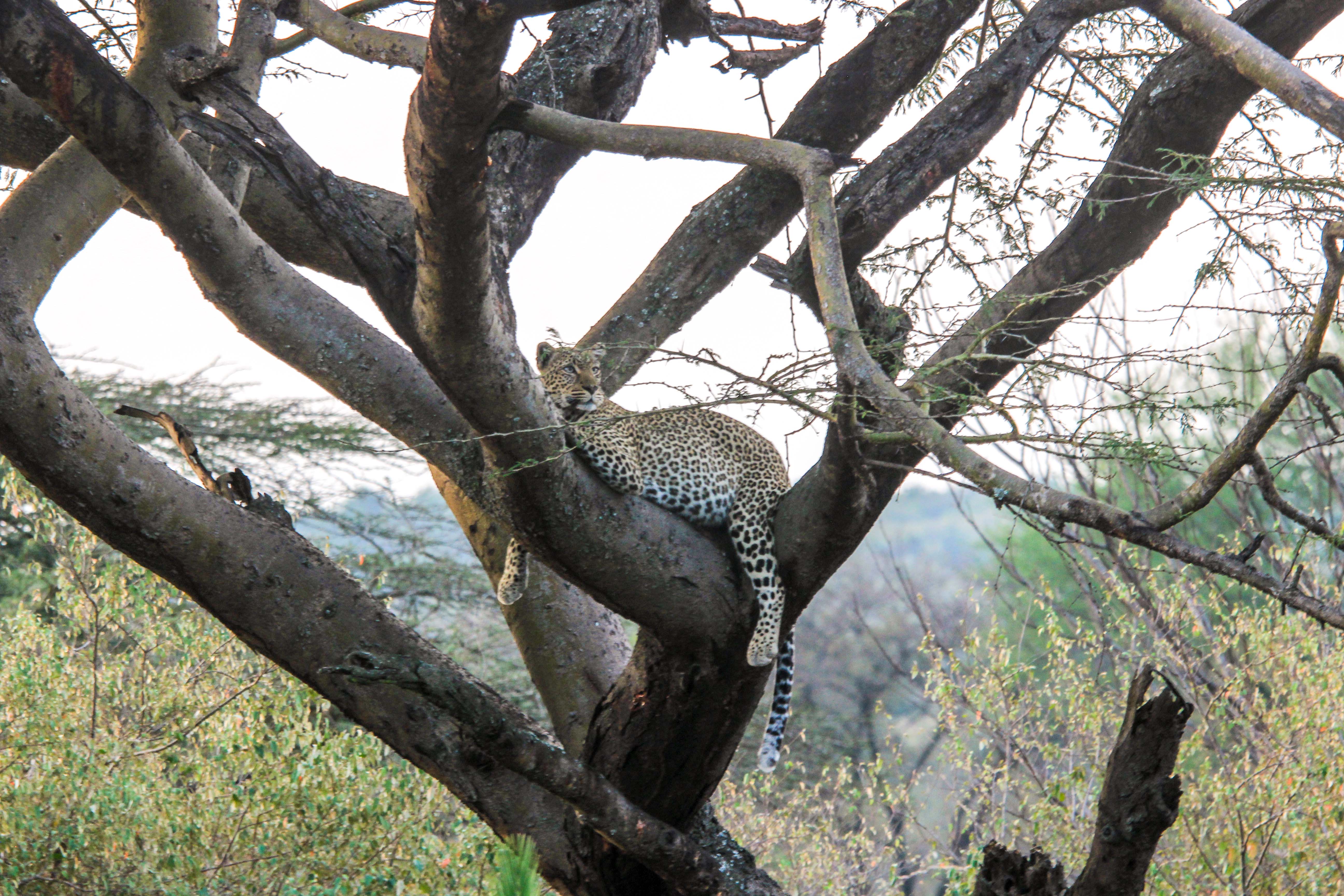 Majestic Selous on Wheels Safari