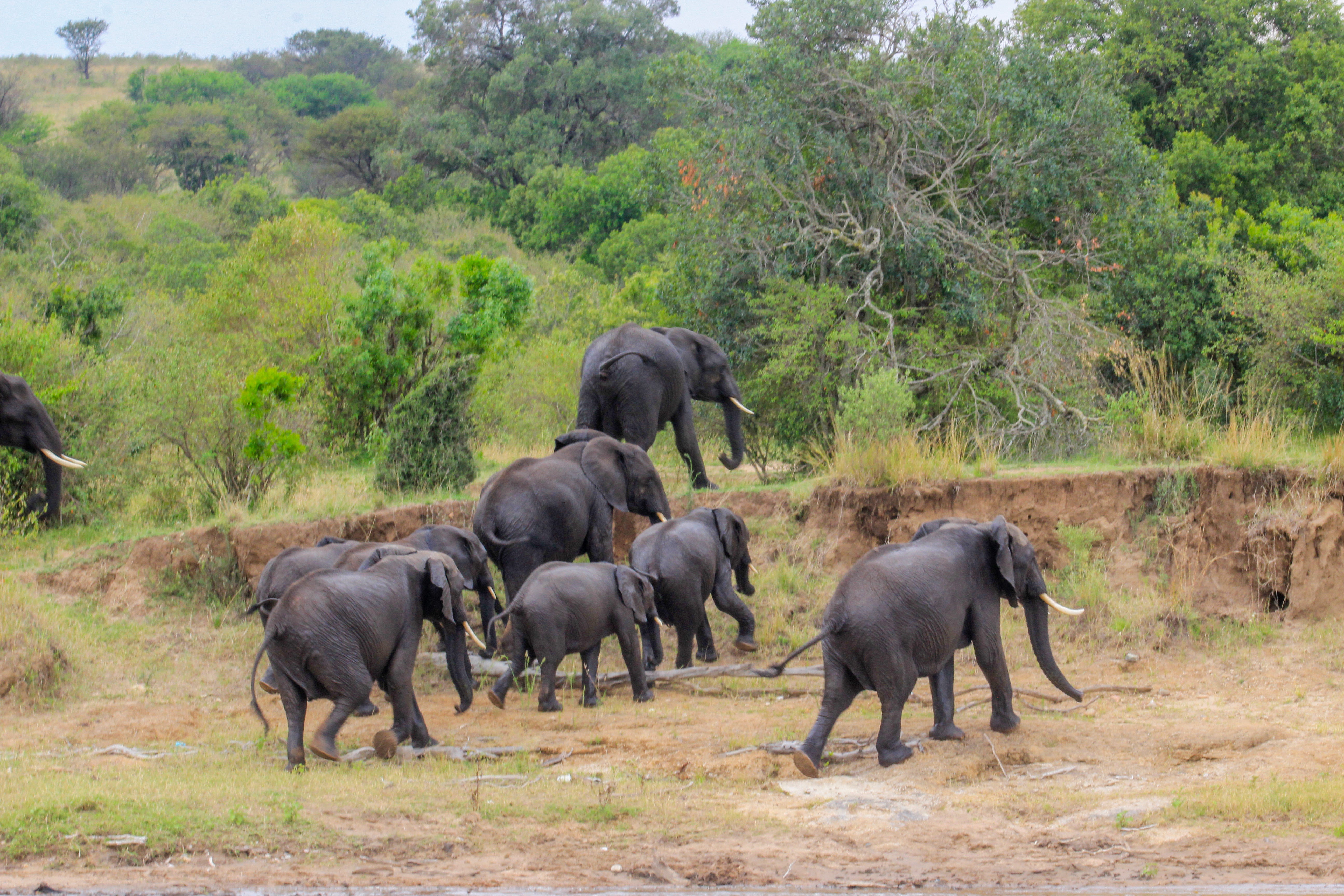 Northern Circuit Highlights Tanzania Safari