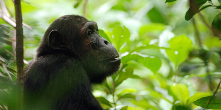 East African Gorilla trekking