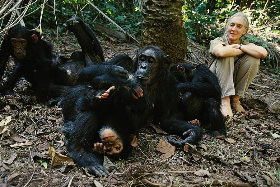 Chimpanzee Safaris