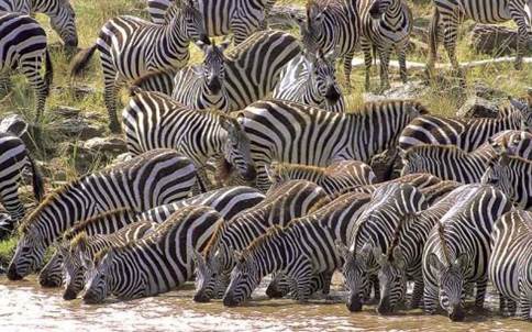 8 Days Tanzania Zebra Safari
