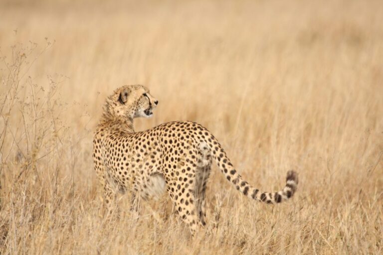 The Top 5 Holiday Experiences in Tanzania