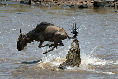 Follow the Wildebeest Migration in October & November