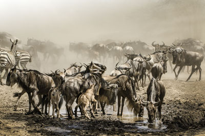 Follow the Serengeti Migration