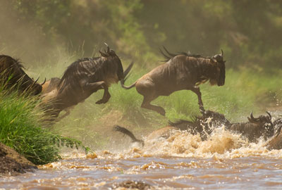 Follow the Serengeti Migration in May-June