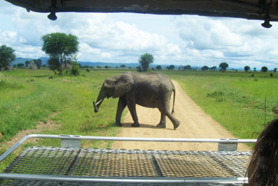 Do you need specific insurance for safari in Tanzania?