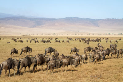 Follow the Wildebeest Migration in December