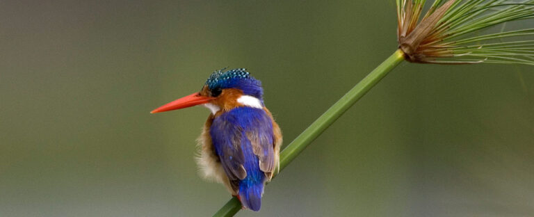 Tanzania Tailor-Made Safaris