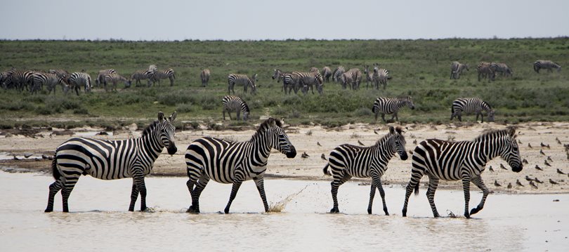 Wonders of Tanzania Wilderness Safari
