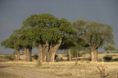 3 Days Fly-in Selous Safari