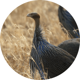 Birding Safaris in East Africa