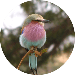 Birding Safaris in East Africa