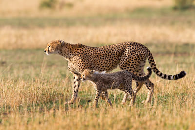 Tanzania Safari Self Drive Northern Circuit