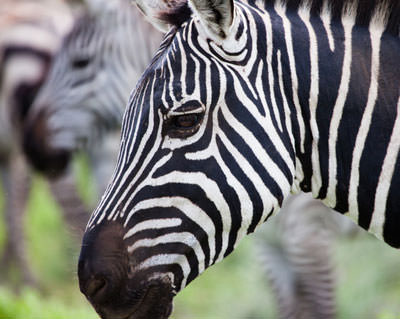 13 Days Unforgettable Tanzania Safari