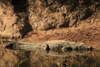 3 Days Fly-in Ruaha Safari