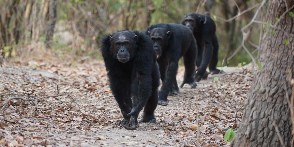 Tracking Chimpanzees in Tanzania