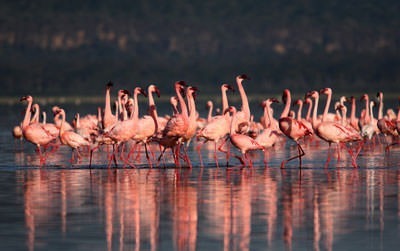 21 Days Ultimate Tanzania Safari