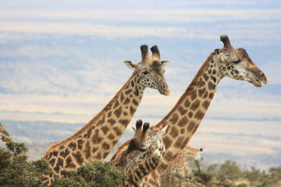 3 Days Fly-in Saadani Safari