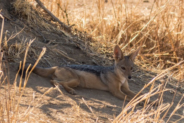Foxes Southern Tanzania Safari