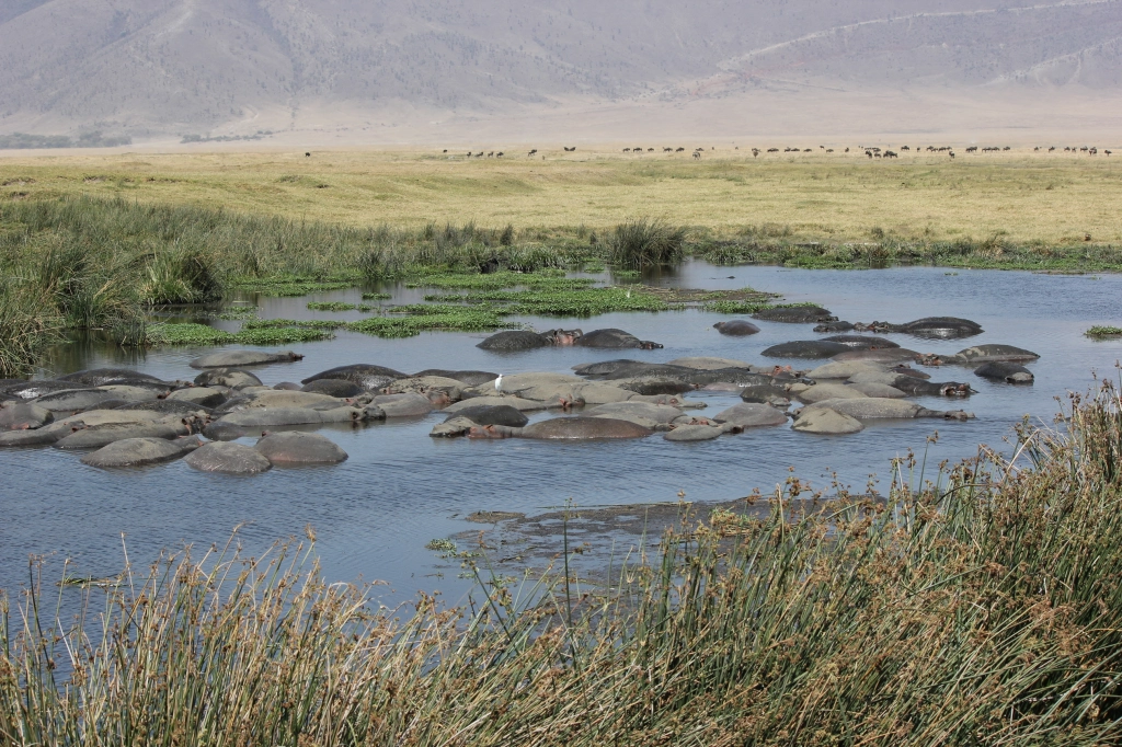 Treasures of Tanzania Safari