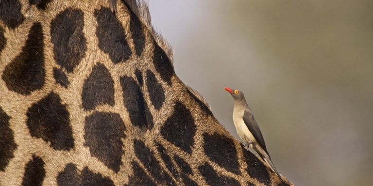 Complete Guide To Planning Your Trip To Tanzania