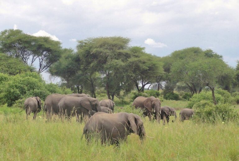 Terms and Conditions Applicable for all Bookings. www.safariasap.com is operated and maintained by Jolita Safari Ltd.