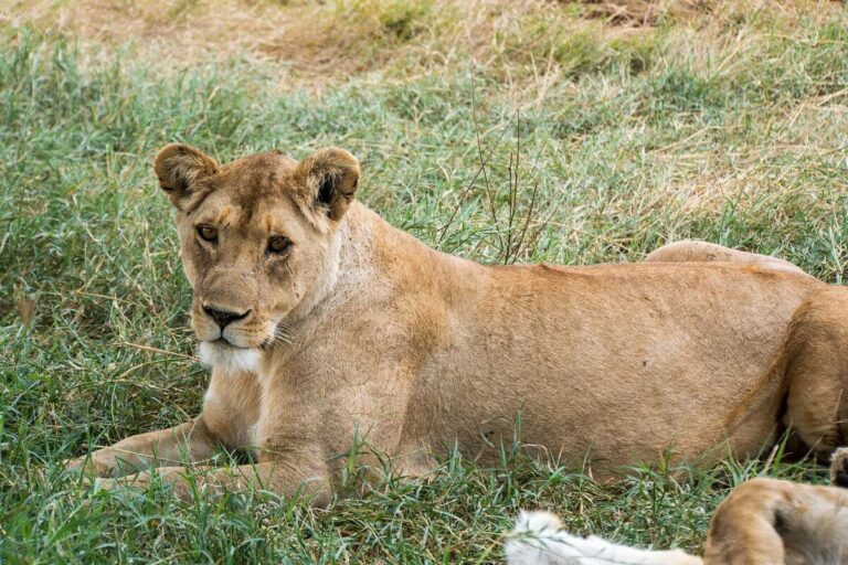 The Top 4 Safari National Parks in Tanzania