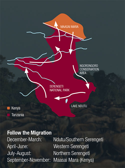 The Great Serengeti Migration