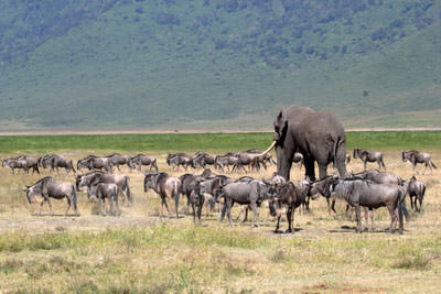 Ngorongoro Crater 3 days