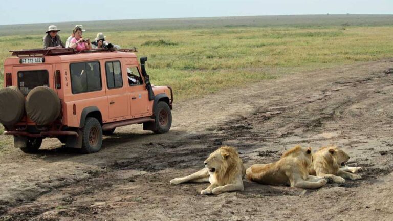 Safari Adventure in Serengeti National Park