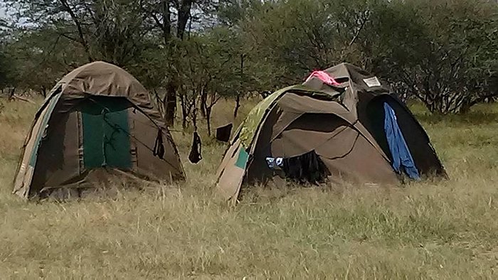 Safari Adventure in Serengeti National Park