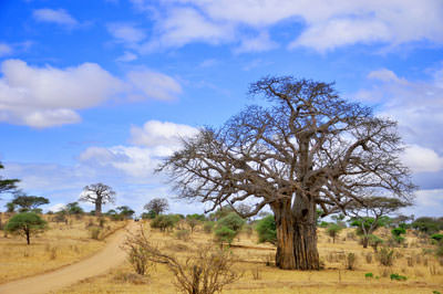 10 Days Katavi and Mahale Safari