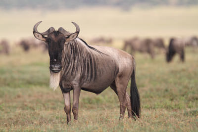 3 Days Tanzania Lodge Safari
