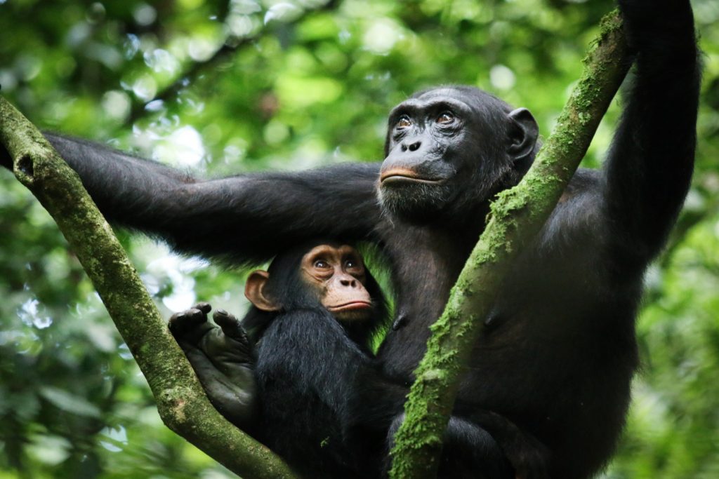 Most Beautiful National Parks and Reserves in Uganda