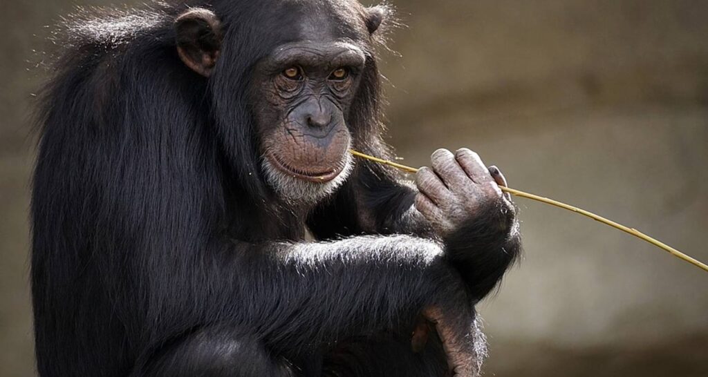 Tanzania’s Western Safari Circuit Parks & Reserves