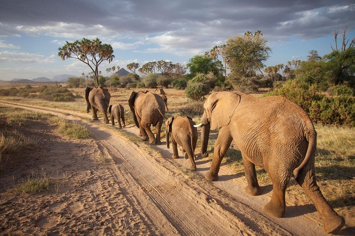 What You Need to Know Before Going on a Safari in Kenya