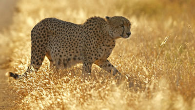 14 Days Aim For Africa Safari